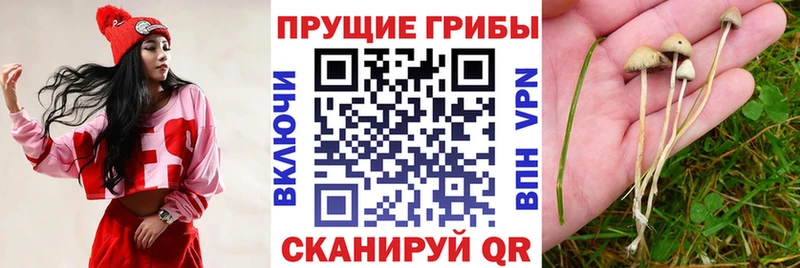 Галлюциногенные грибы GOLDEN TEACHER  Афипский 